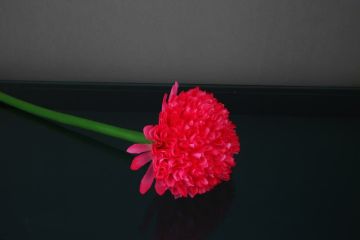 Biev Uzun Saplı Yapay Kadife Çiçeği Koyu Pembe