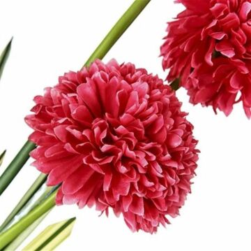 Biev Kır Çiçekli Begonya Demeti Pembe