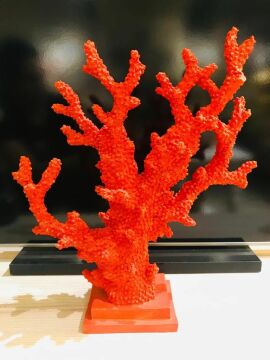 Biev Dallı Mercan/Ak.Tt0060