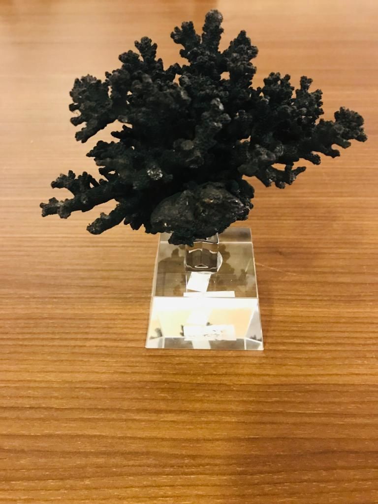 Biev Siyah Mercan/Bst-Mr103