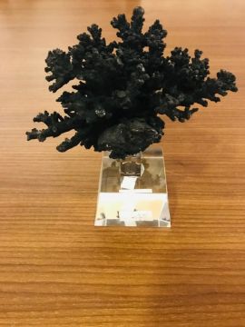 Biev Siyah Mercan/Bst-Mr103